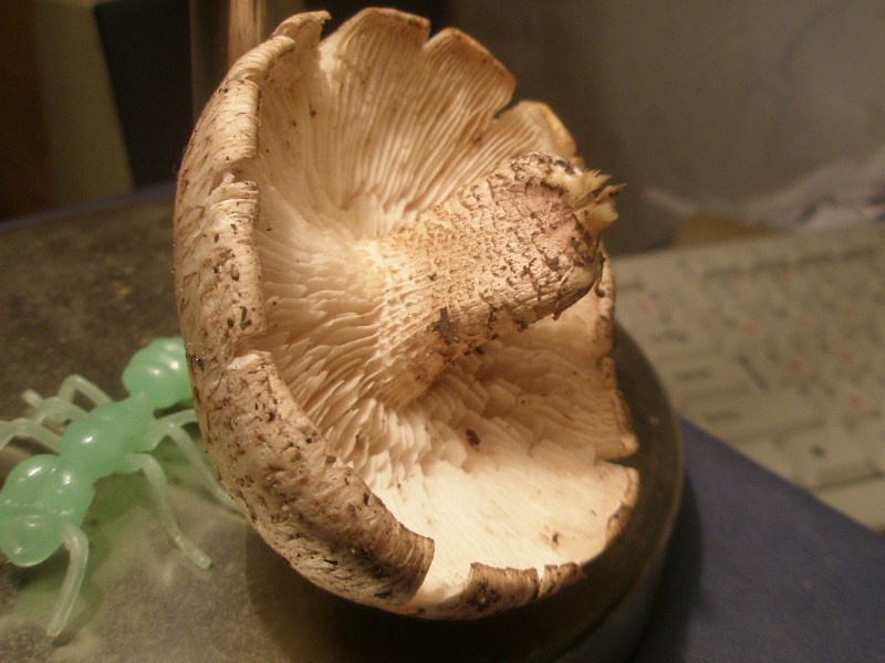 a_lentinus_lepideus2.jpg