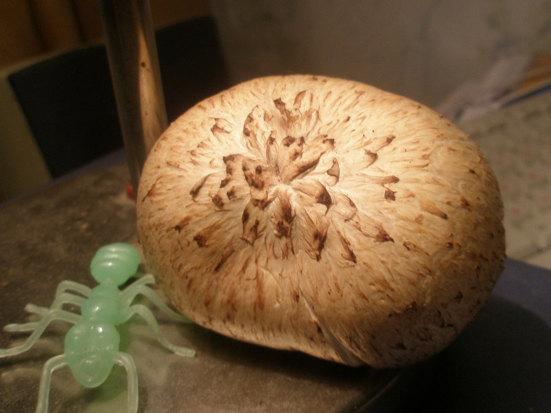 a_lentinus_lepideus2a.jpg