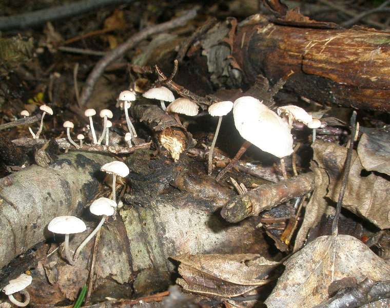 a_marasmius_sp.jpg