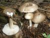 a_megacollybia_platyphylla_t1.jpg