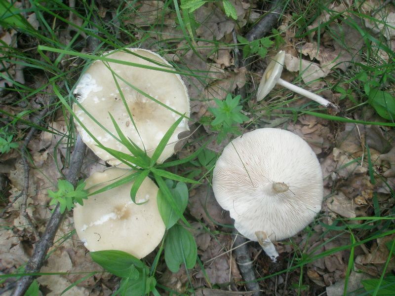 a_melanoleuca_strictipes.jpg