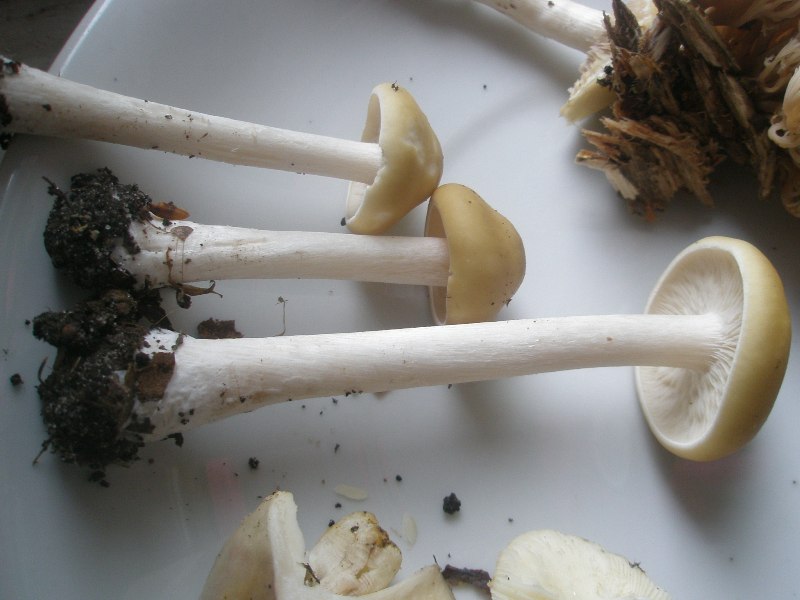 a_melanoleuca_strictipes_01.jpg