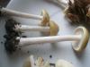 a_melanoleuca_strictipes_01_t1.jpg