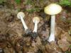 a_melanoleuca_strictipes_0_t1.jpg