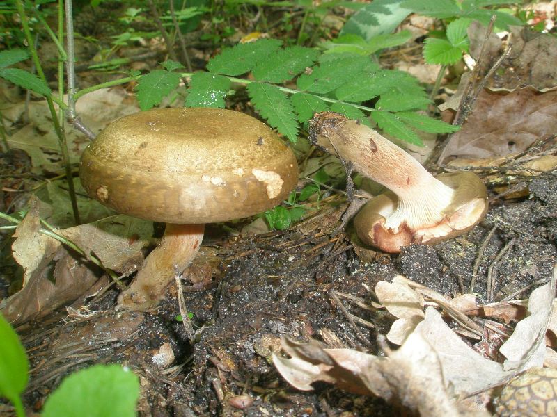 a_paxillus_involutus.jpg
