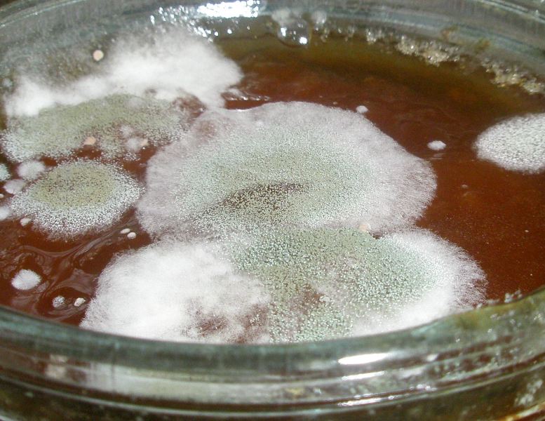 a_penicillium.jpg