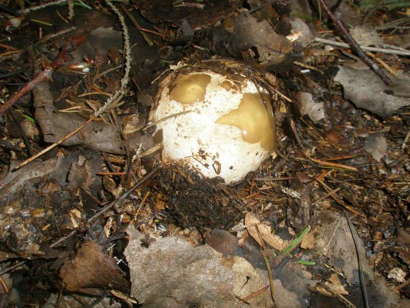 a_phallus_impudicus.jpg