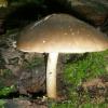 a_pluteus_cervinus1_t1.jpg