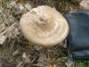 a_pluteus_cervinus_t1.jpg