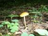 a_pluteus_leoninus_t1.jpg