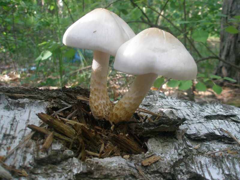 a_pluteus_petasatus.jpg