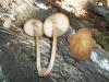 a_pluteus_podospileus1_t1.jpg