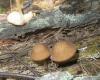 a_pluteus_podospileus_t1.jpg