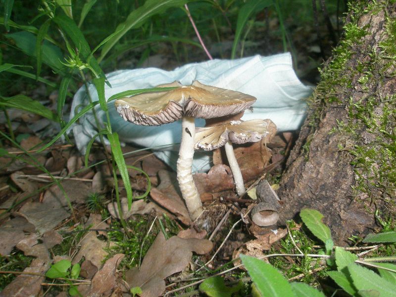 a_psathyrella_sp_2.jpg
