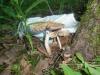 a_psathyrella_sp_2_t1.jpg