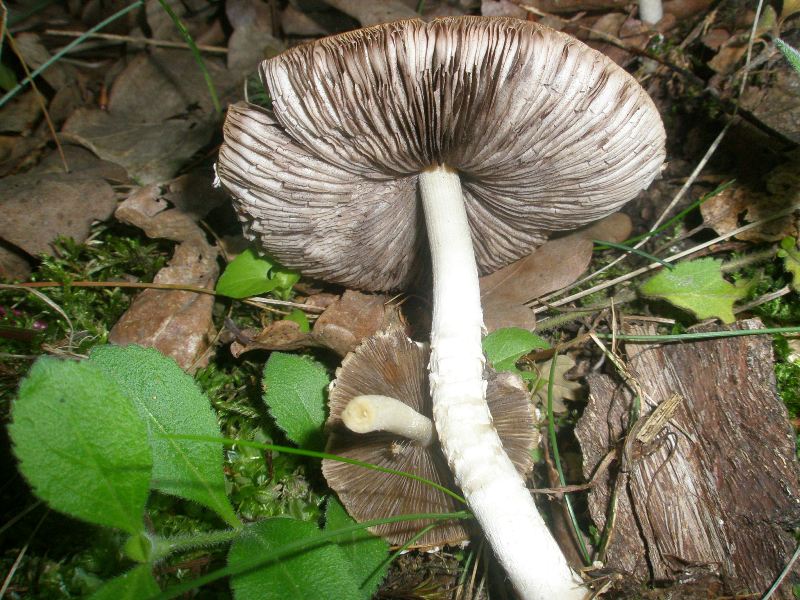 a_psathyrella_sp_2a.jpg