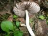 a_psathyrella_sp_2a_t1.jpg