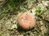 a_russula_vesca_t1.jpg