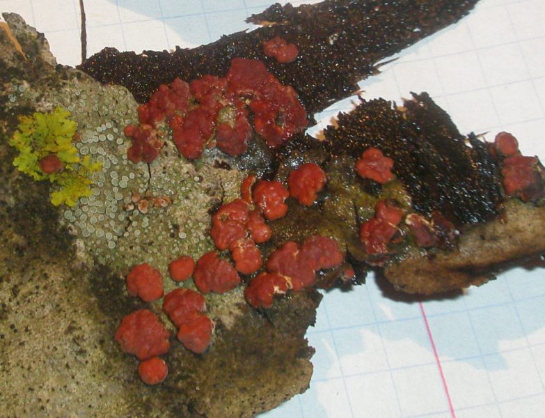 a_sp_hypoxylon1.jpg