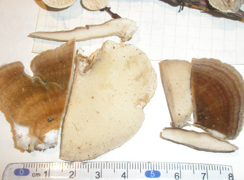 a_travetes_ochracea_1a.jpg