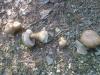 a_tylopilus_felleus_t1.jpg