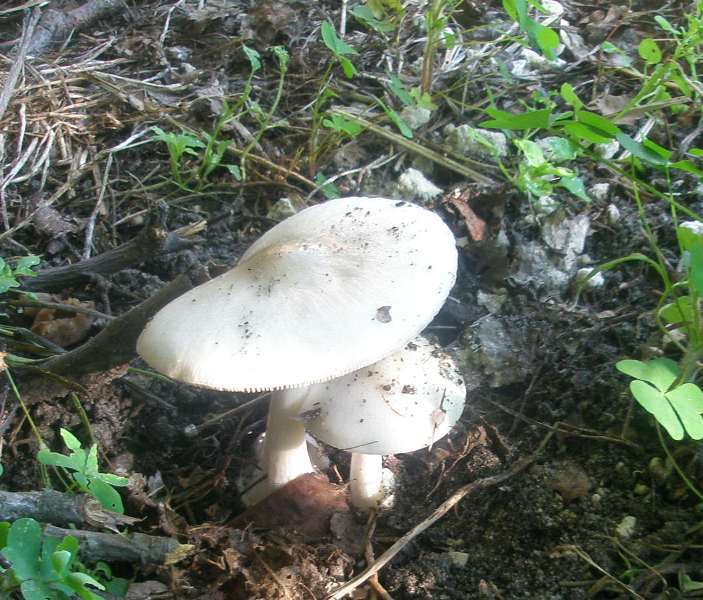 a_volvariella_gloiocephala_01.jpg