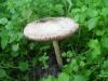 a_volvariella_gloiocephala_t1.jpg