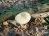 aa_polyporus_sp3a_t1.jpg