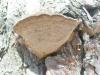 aa_trut_phellinus_pini_a_t1.jpg