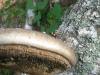 aa_trut_piptoporus_betulinus_t1.jpg