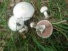 agaricus_arvensis_1_t1.jpg