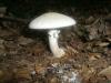 agaricus_silvicola_1_t1.jpg