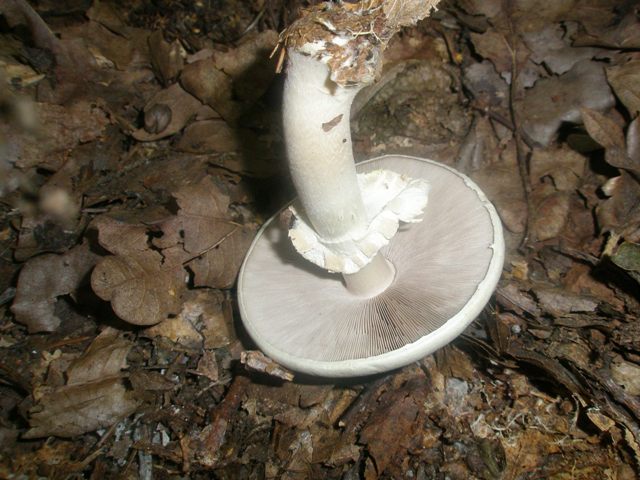 agaricus_silvicola_2.jpg