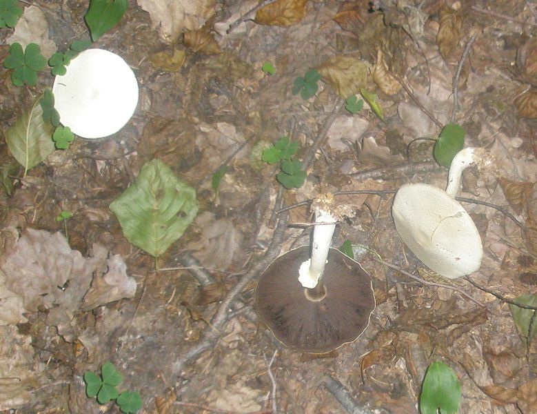 agaricus_silvicola_3.jpg