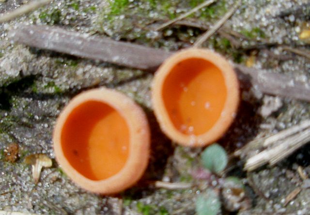 aleuria_aurantia_1.jpg