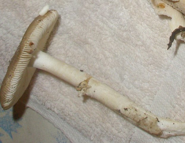 amanita_citrina_1.jpg