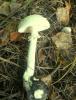amanita_citrina_1_t1_2.jpg