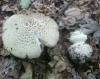 amanita_citrina_2_t1.jpg