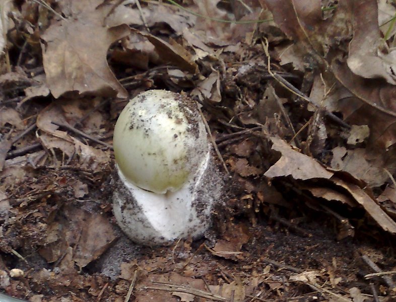 amanita_phaloides.jpg