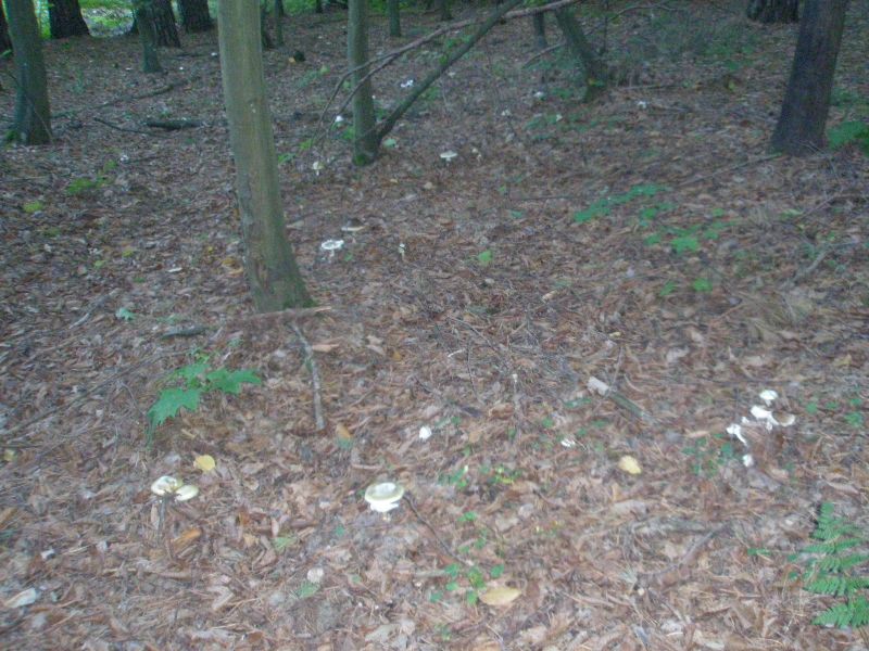 amanita_phaloides_2.jpg