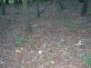 amanita_phaloides_2_t1.jpg