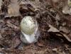 amanita_phaloides_t1.jpg