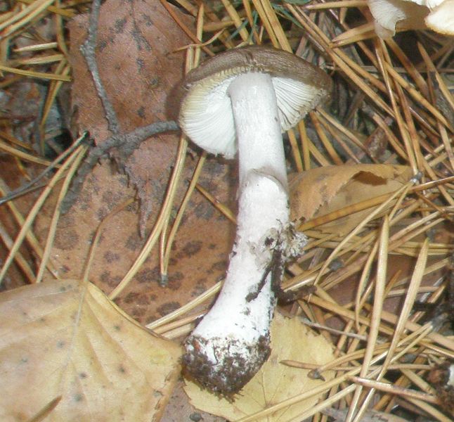 amanita_porphyria_1.jpg