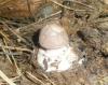 amanita_porphyria_1_t1_1.jpg
