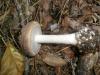 amanita_porphyria_4_t1.jpg