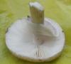 amanita_porphyria_5_t1.jpg