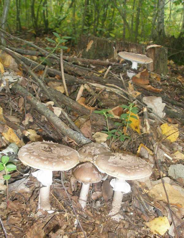 amanita_porphyria_6.jpg