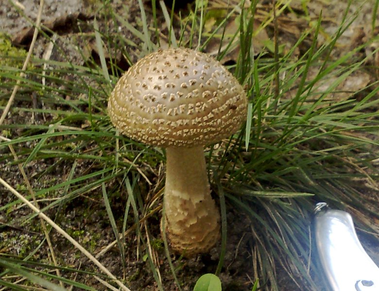 amanita_rubescens.jpg