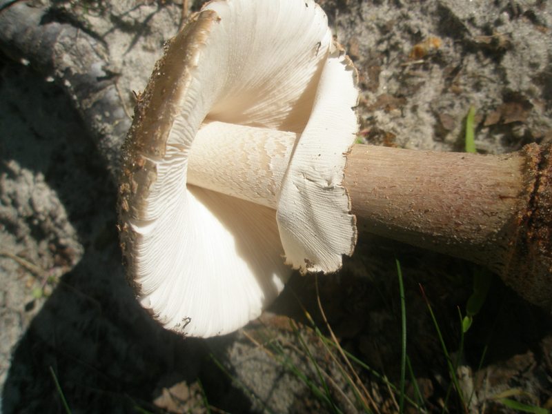 amanita_rubescens_1.jpg