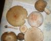 amanita_rubescens_1_1_t1.jpg